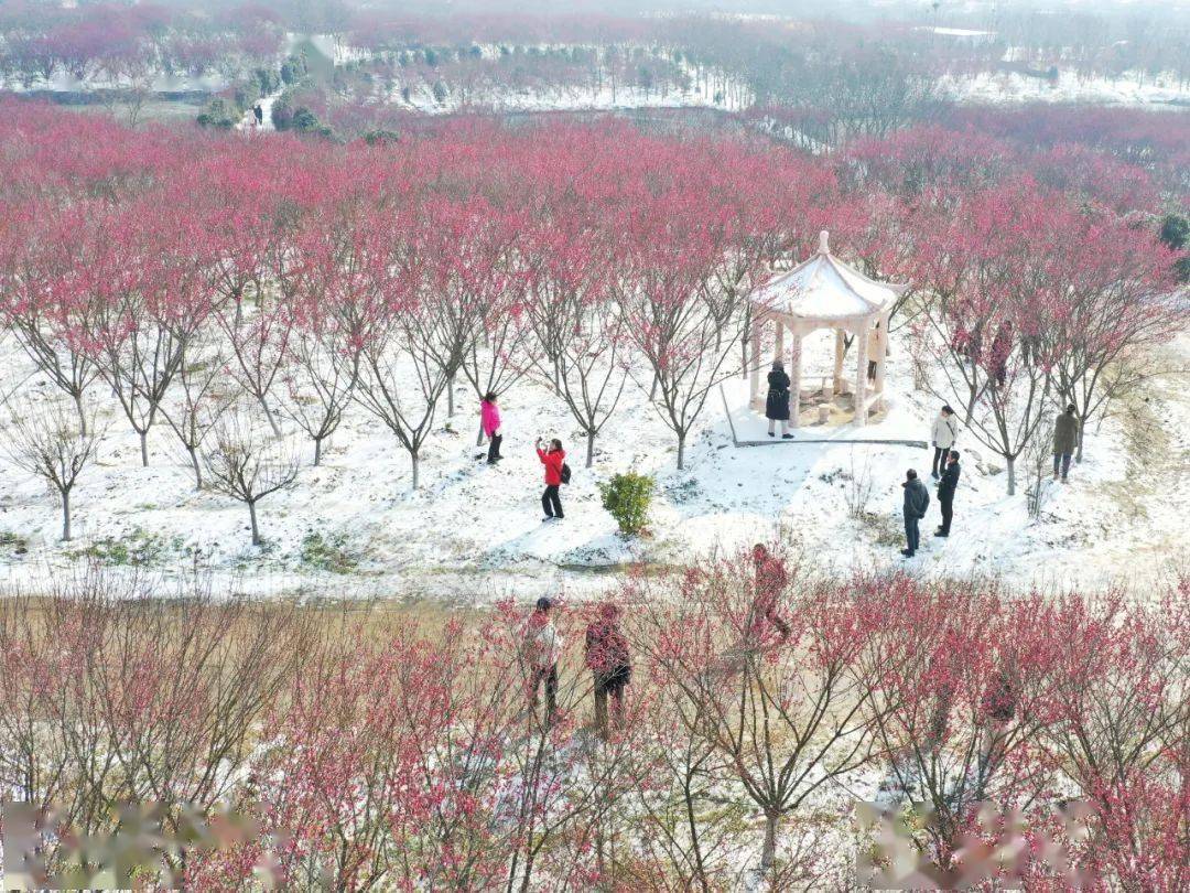 据介绍,清水湾梅花园位于巢湖市庙岗镇清涧村,横跨巢湖市庙岗镇与栏杆