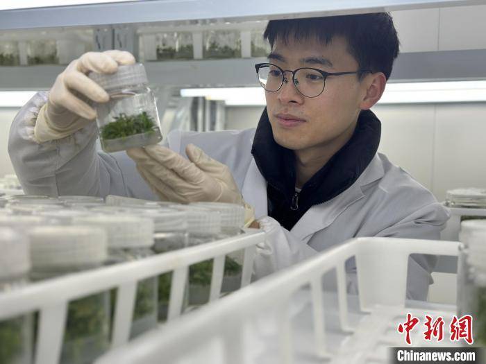 成立甜樱桃脱毒矮化砧木实验室及甜樱桃新品种新技术推广基地,建设