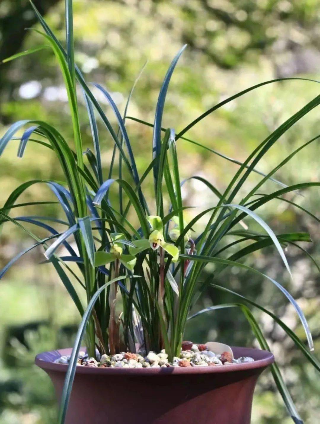 江浙沪春兰展来啦!_兰花节_兰界_文化