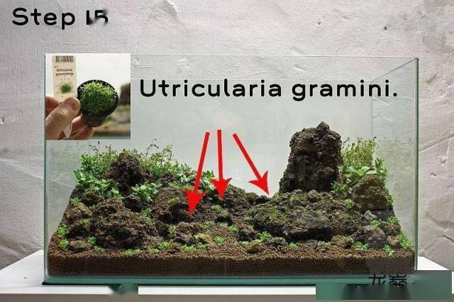 后,用喷水器给整个缸内均匀的喷水,能够及时的补水可以防止植物脱水