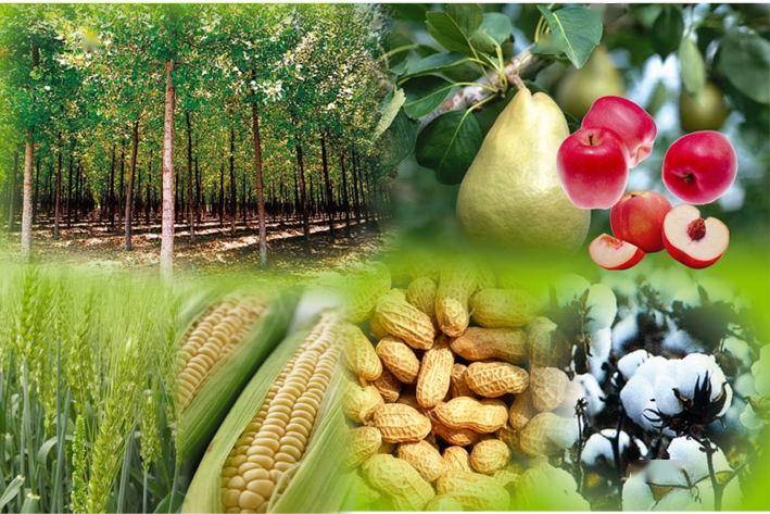 影响_作物_发展