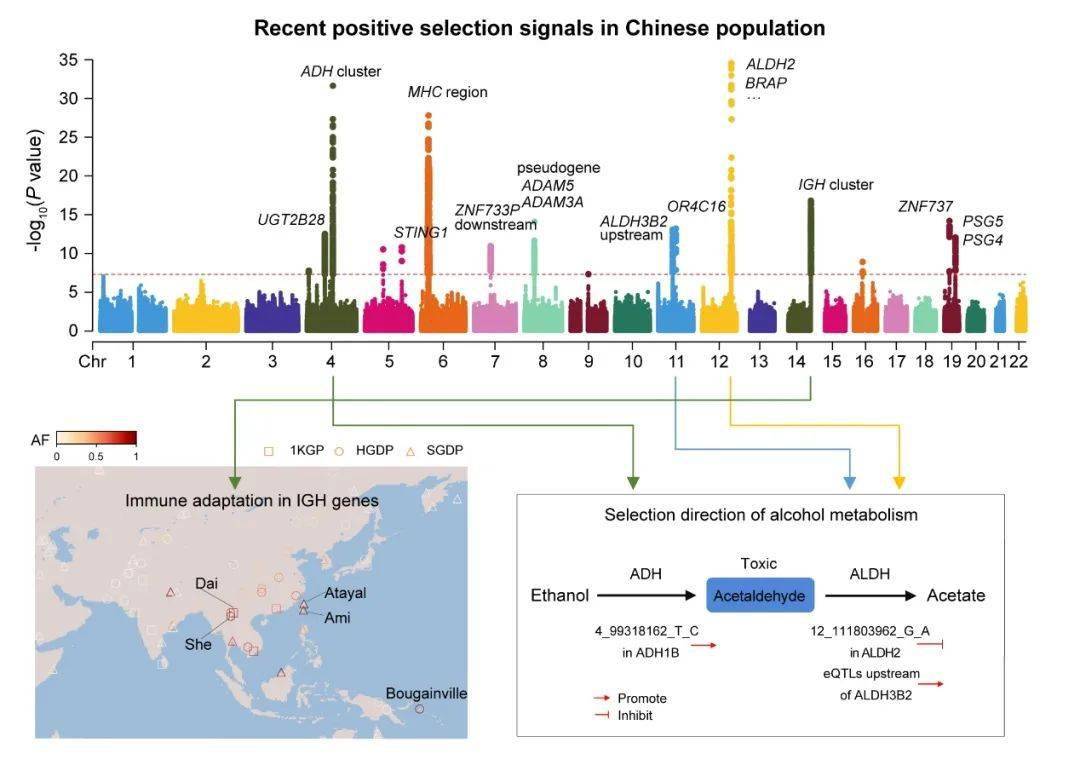 science bulletin| "女娲"基因组资源发布中国汉族人群基因组近期适应