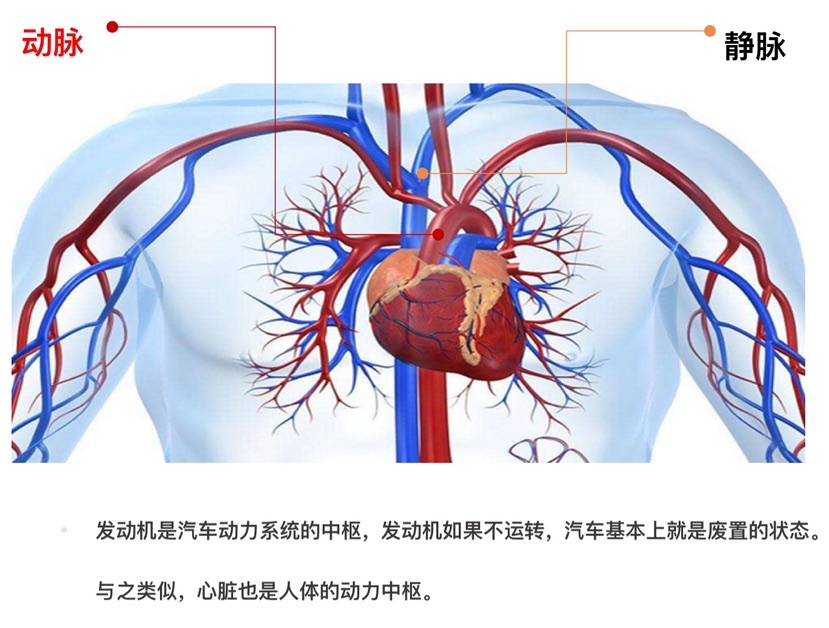 心脏流入道流出道图解图片