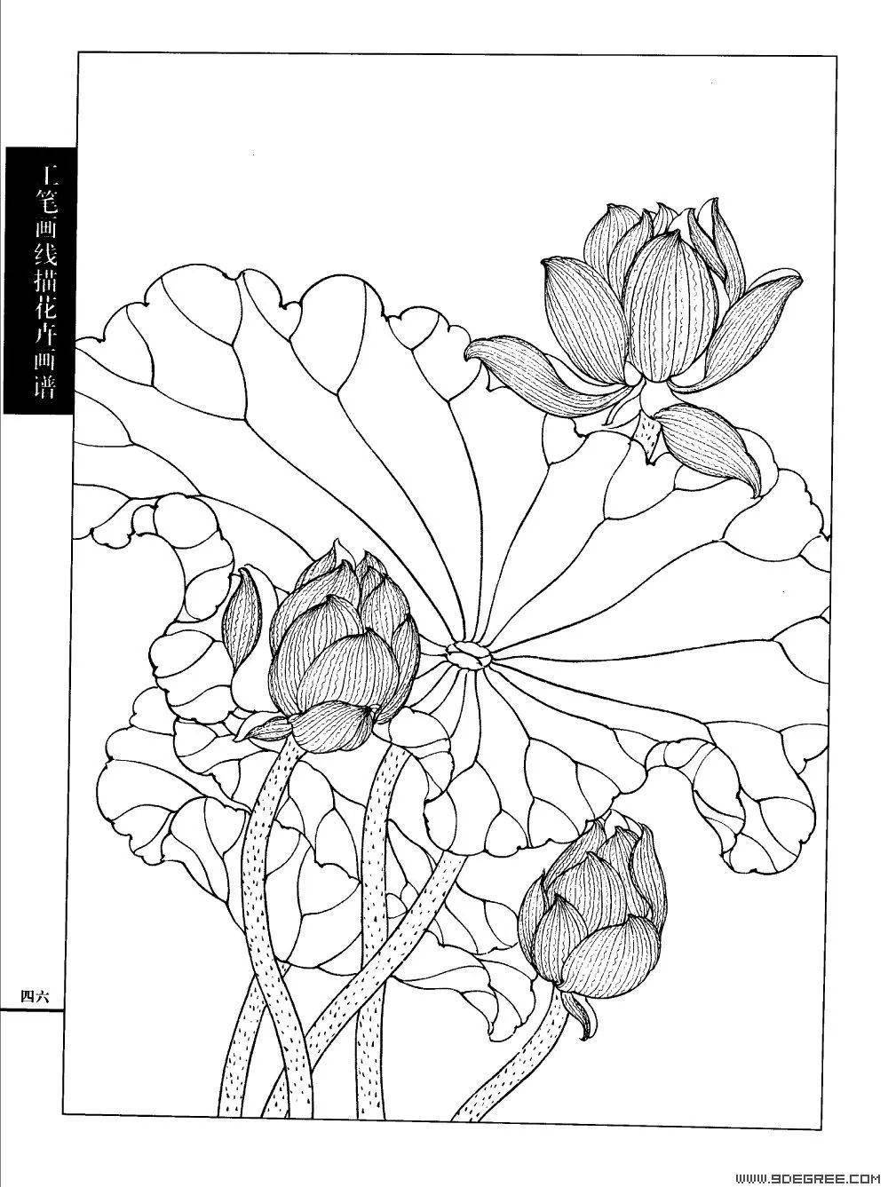 工笔荷花白描荷花图图片