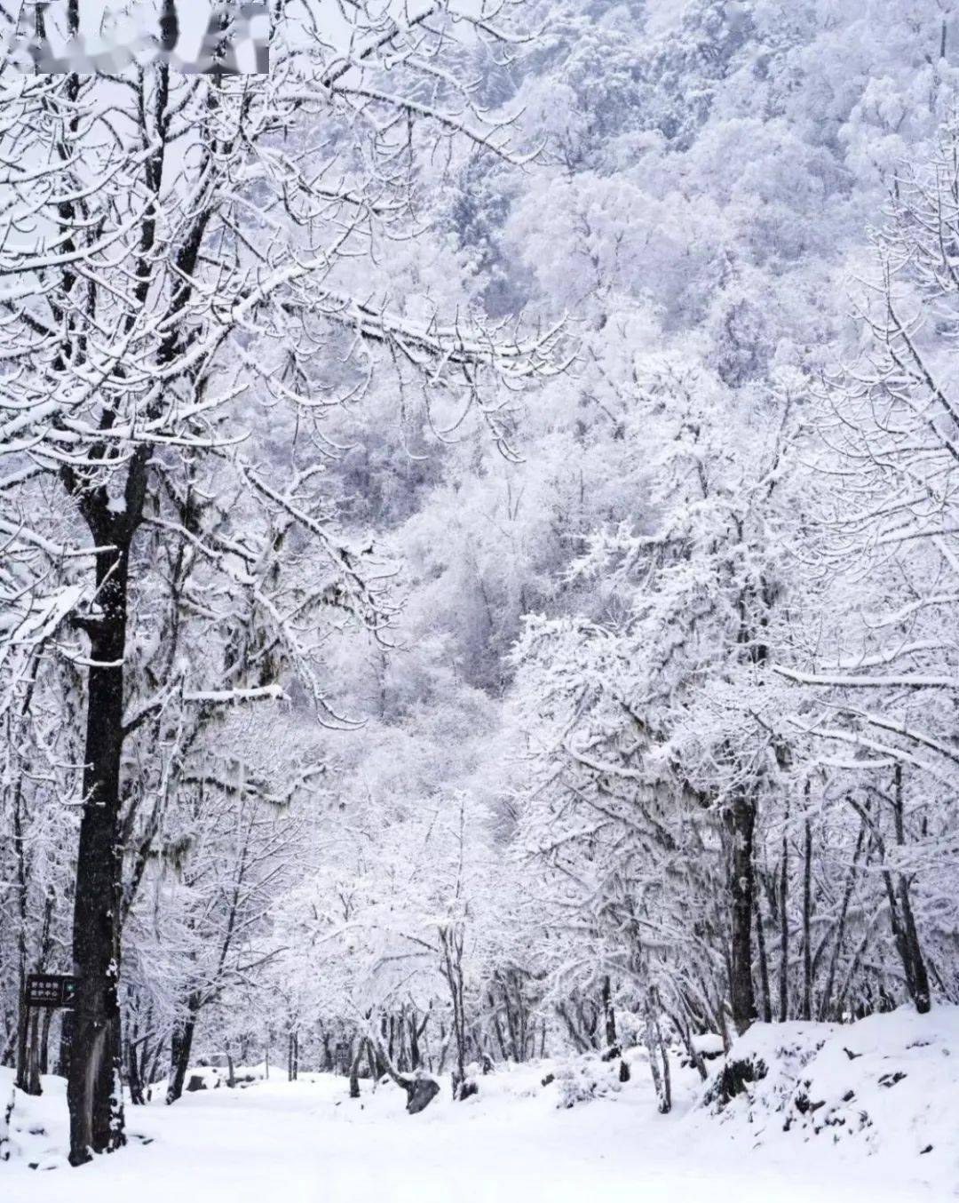 春天大雪纷飞