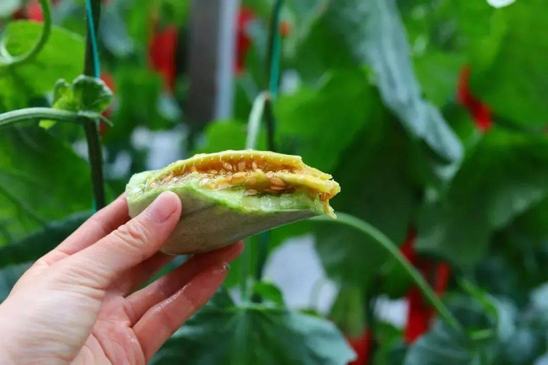 春季羊角蜜,咬一口香甜流蜜!连籽带瓤都能吃,是你吃的最过瘾的甜瓜!