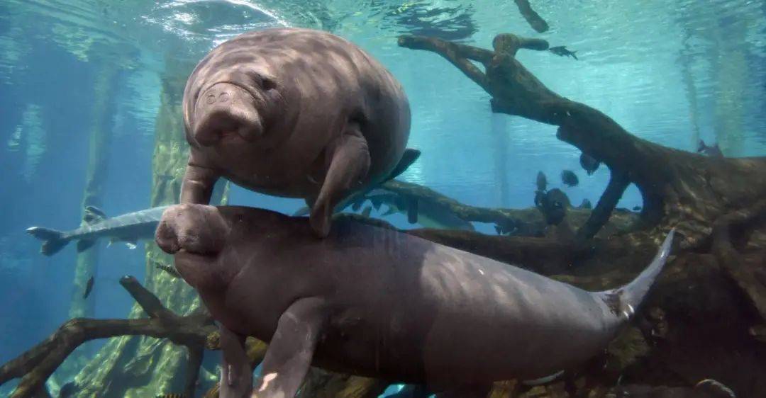 67春日来长隆 61 宠你有花招|67走进 —— 珠海长隆海洋王国