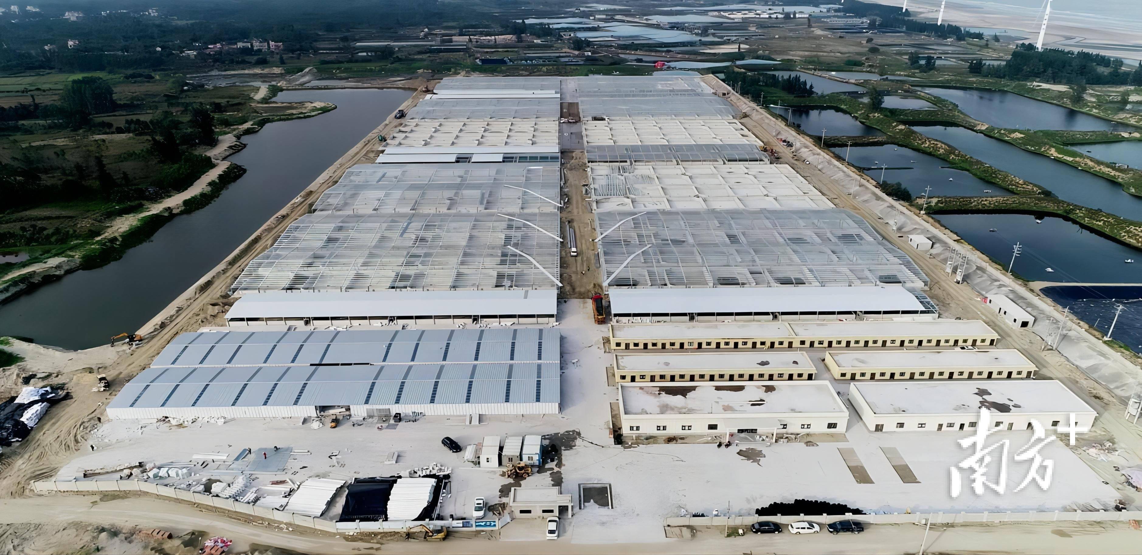 广湛对口帮扶协作在雷州大地上开花结果_种植_杨家镇_产业