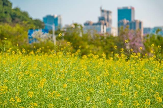 南方 早班车 | 这份"成绩单",广东连续10年全国第一_详情_广州_车牌