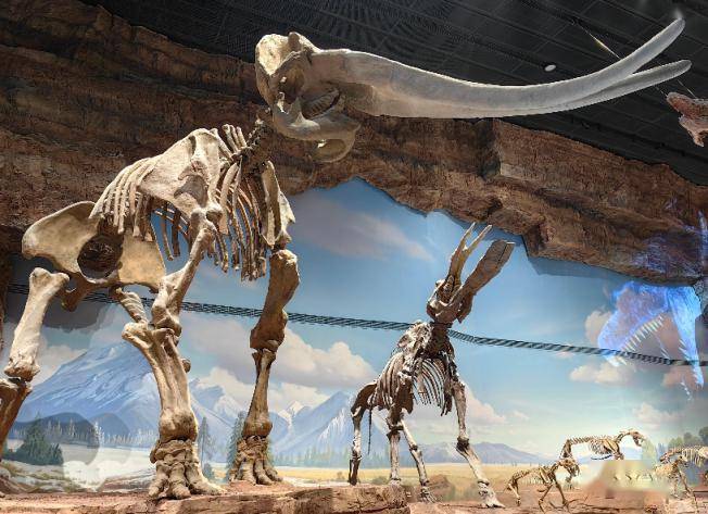 探展京津冀|中国古动物馆落户河北保定,约6000件展品亮相_化石_中华
