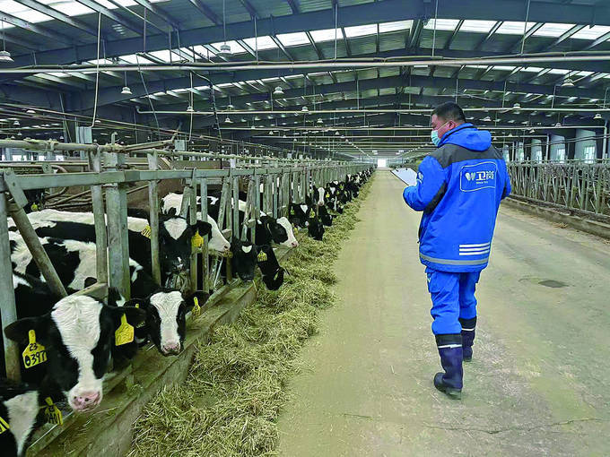 西部高原与牛相伴的新春 □江苏经济报记者 王峻峰 对于南京卫岗乳业