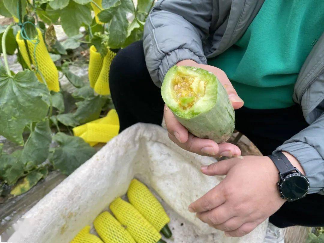 春季羊角蜜,咬一口香甜流蜜!连籽带瓤都能吃,是你吃的最过瘾的甜瓜!