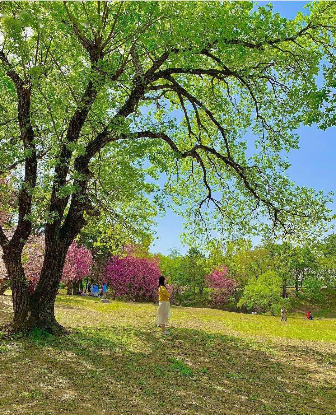 游园赏花,踏春而行_photo_by_视觉