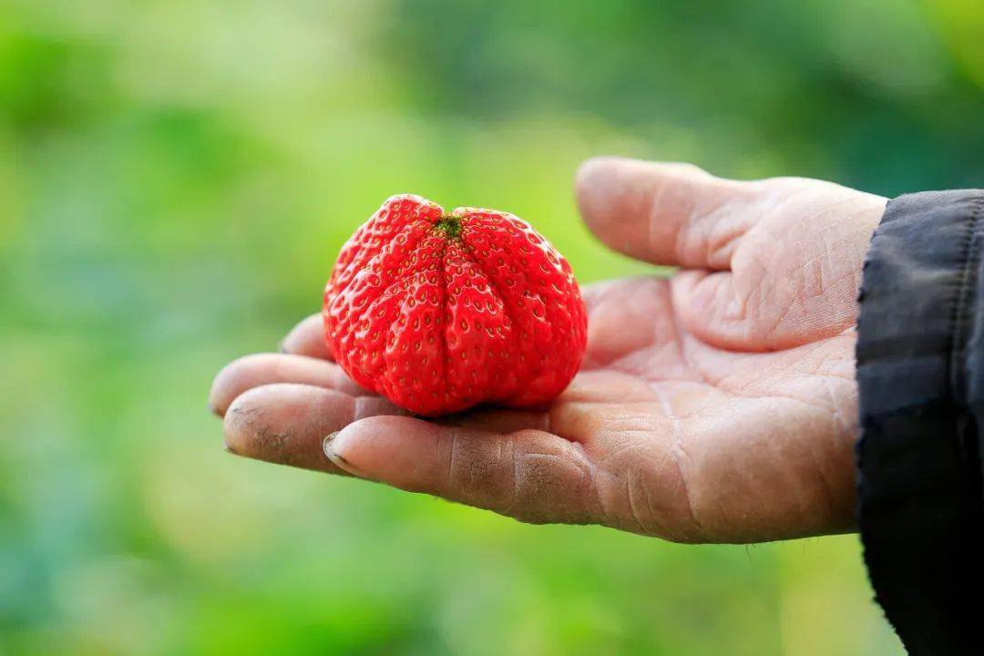 小心越洗越脏_水果_含量_种植