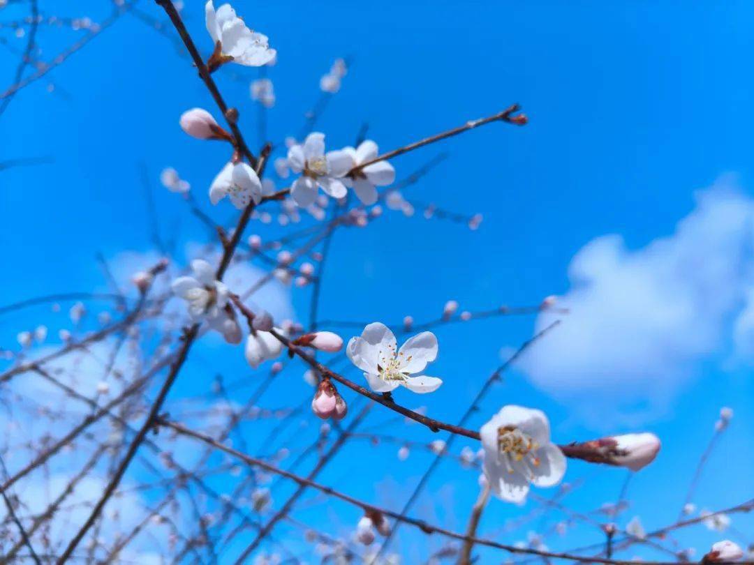 夯土小鎮桃花開,邀您來沾