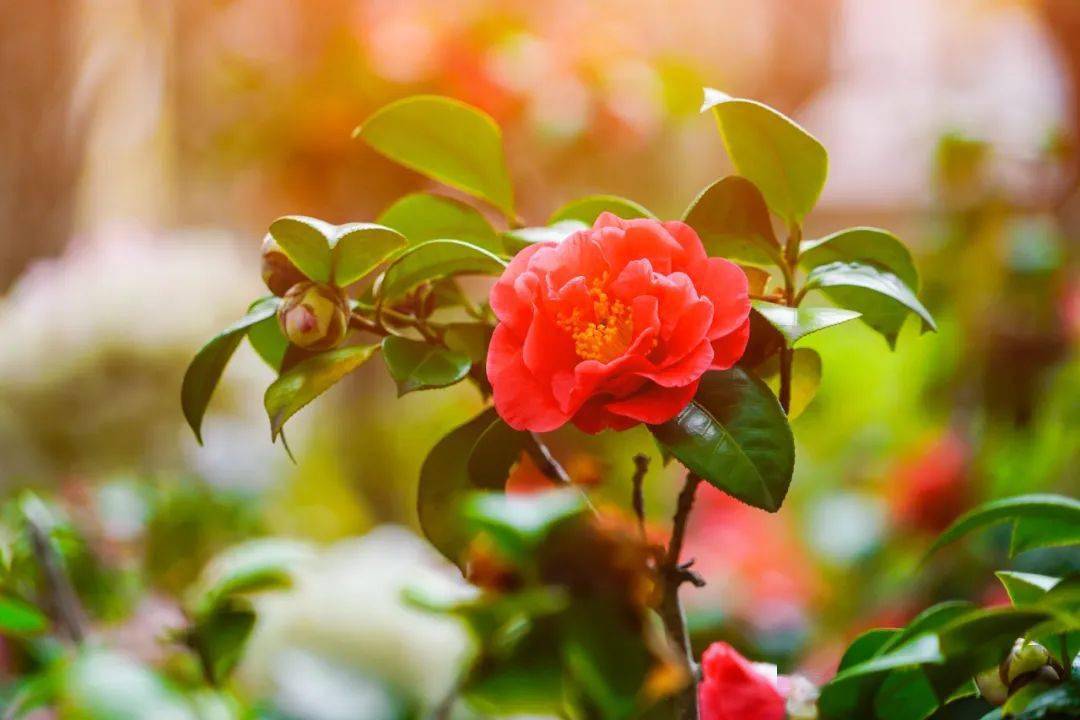 【宋】陆游《山茶》别名:薮春,山椿,耐冬,晚山茶,山茶花,洋茶.