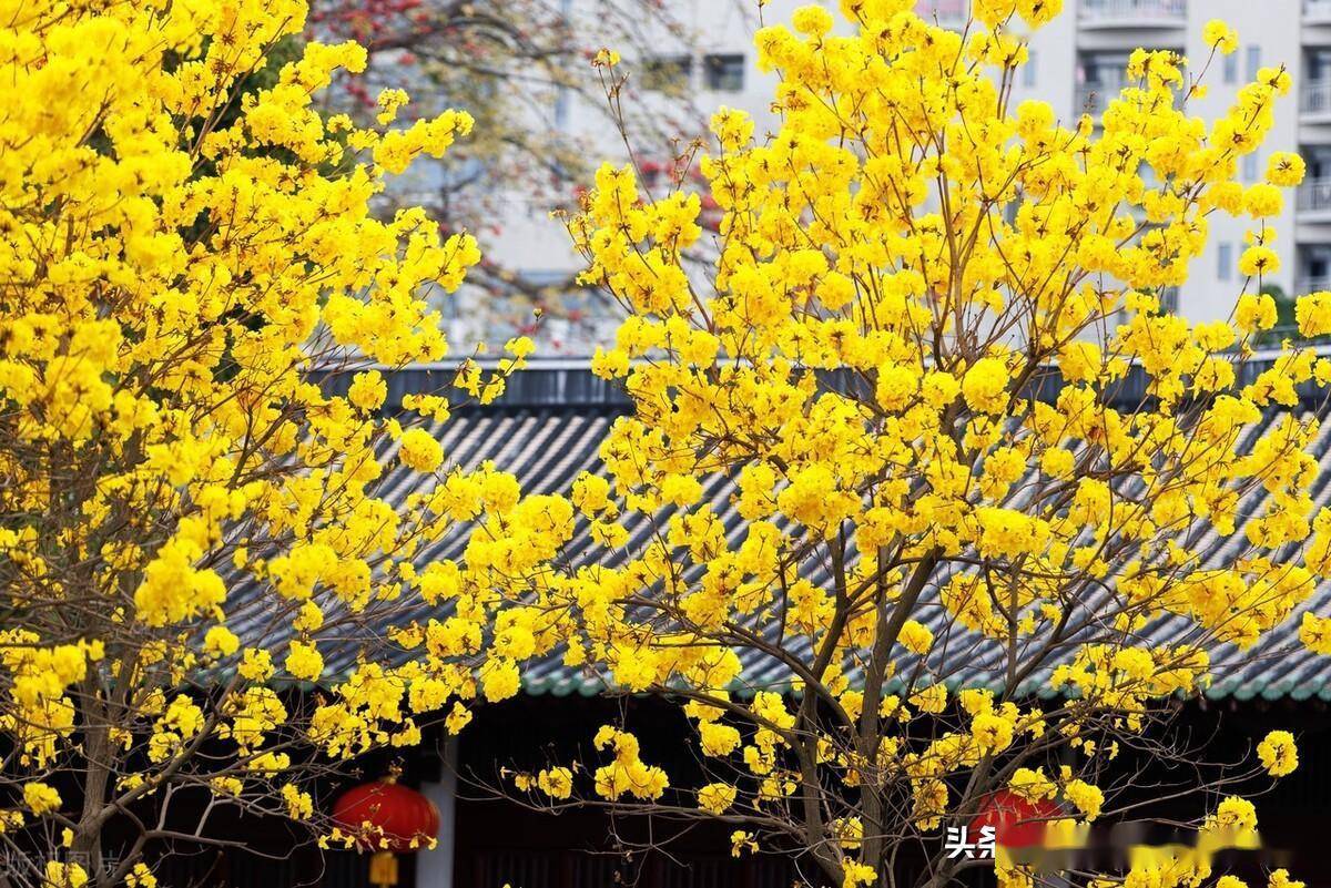 广东广州光孝寺黄花风铃木盛开,吸引大量游客打卡拍照