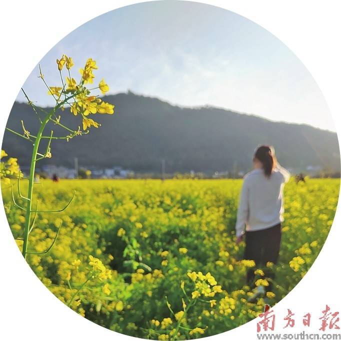 南方日报记者 何森垚 摄麓湖山文化产业园区内,万株杏花齐放.
