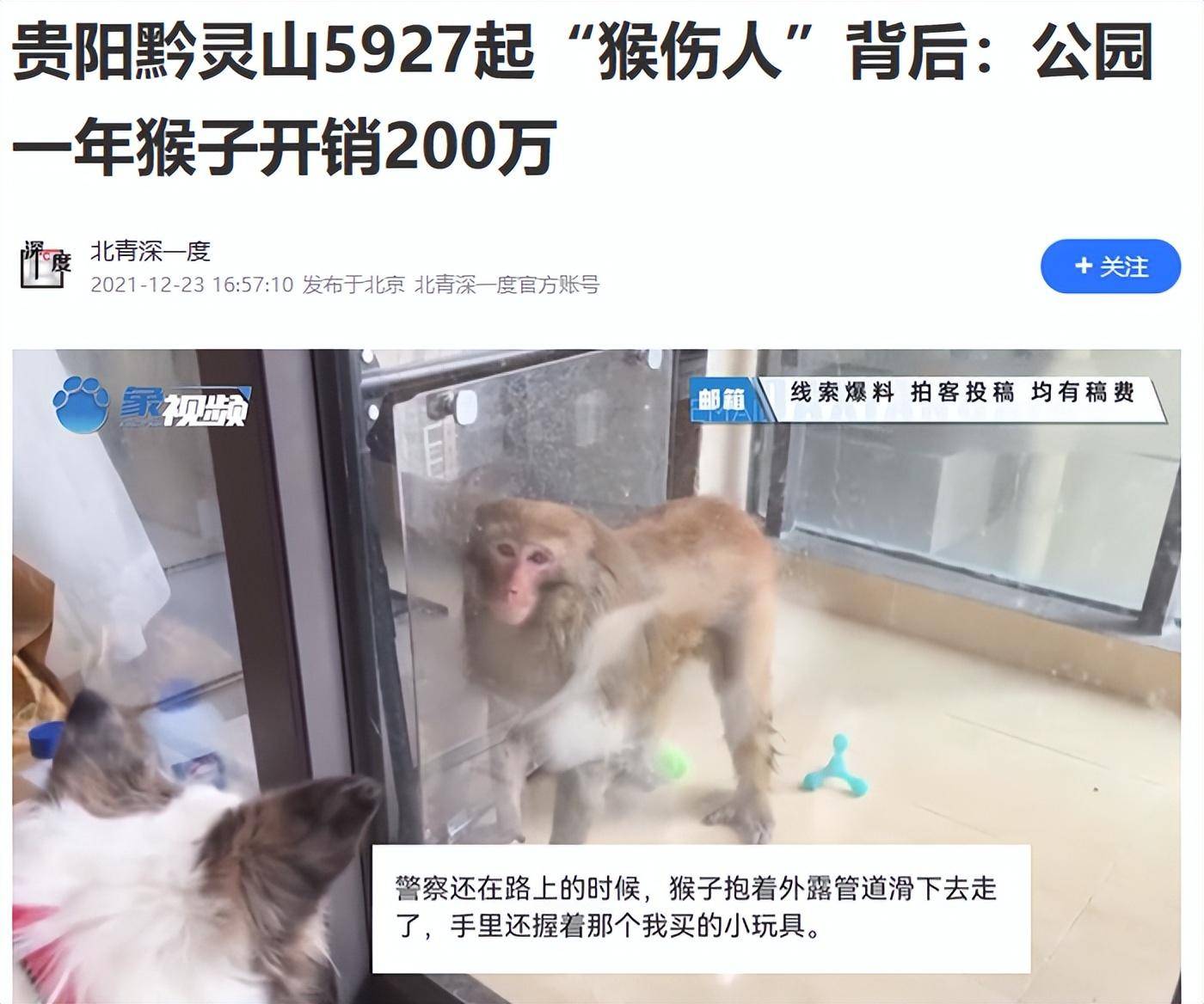 黔灵山公园多人暴力抓捕猕猴?贵州林业局通报