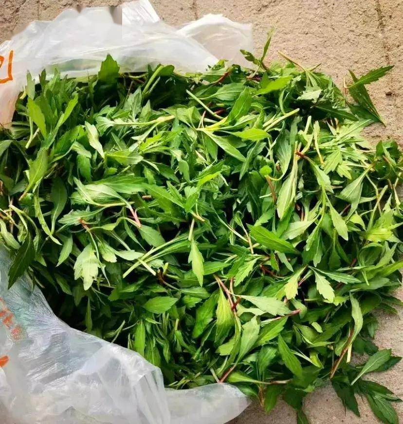 春天必吃的9种野菜