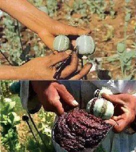 鸦片俗称大烟,烟土,阿芙蓉等,从克谥参镏刑崛,具有较强的成瘾性.