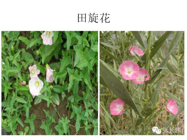 60种高清杂草图谱,一次全认识了_植物_作物_农田