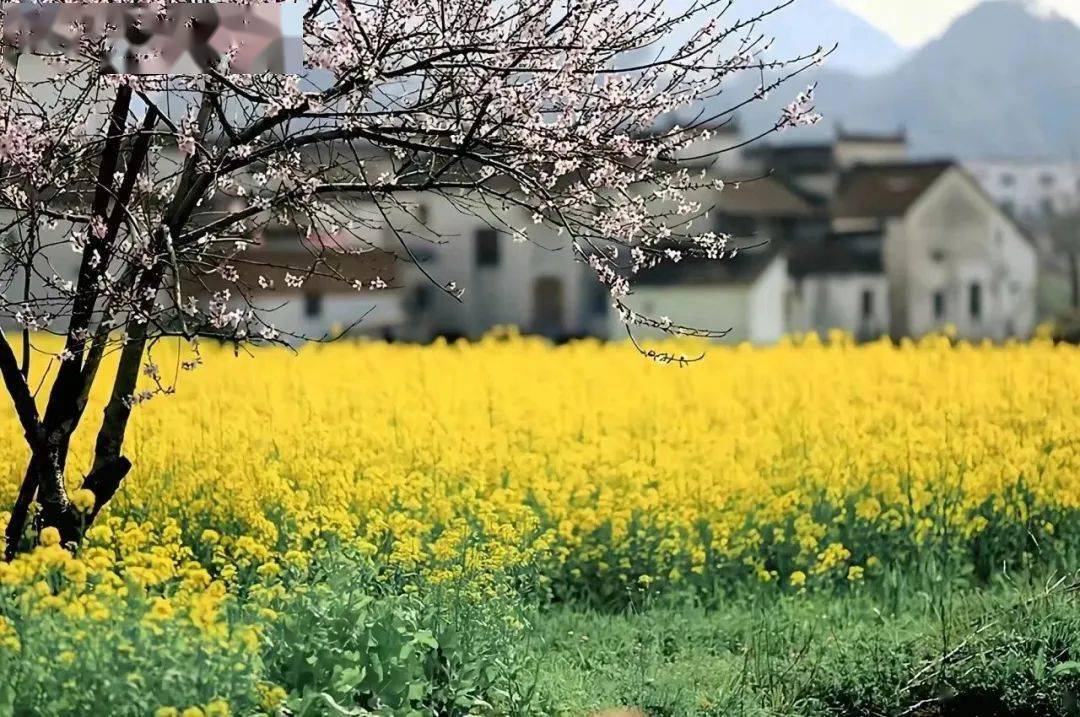 婺源20个不要门票的古村落,第一个被大家誉为世外桃源_甲路_村庄_千年