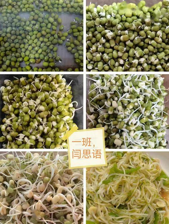 【特色作业展二】巧发豆芽,妙制模型——记七年级生物寒假实践活动