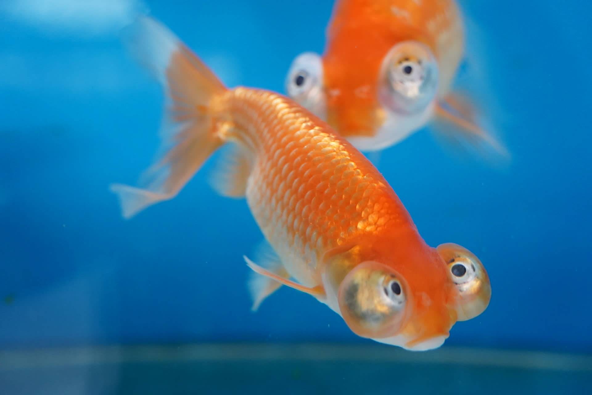 金鱼_阿姨_北京