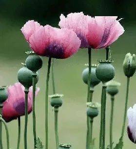 规定_毒品_冰毒