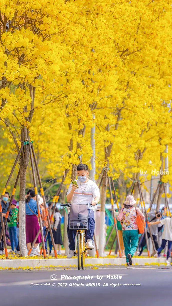 "花开灿烂不见叶",说得便是这黄花风铃木了.