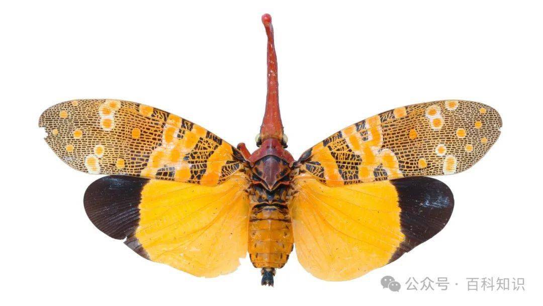 美人儿":头,胸部为褐色;长长的红褐色的头突上散布着许多白色的小斑点