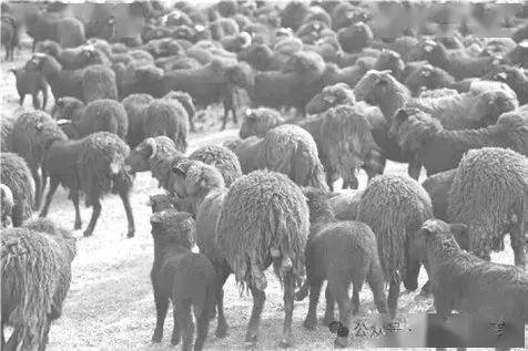 凉山黑绵羊小鸡挂在母鸡身上的叫做"来吉"即吊颈,也被视为"苏非",但不