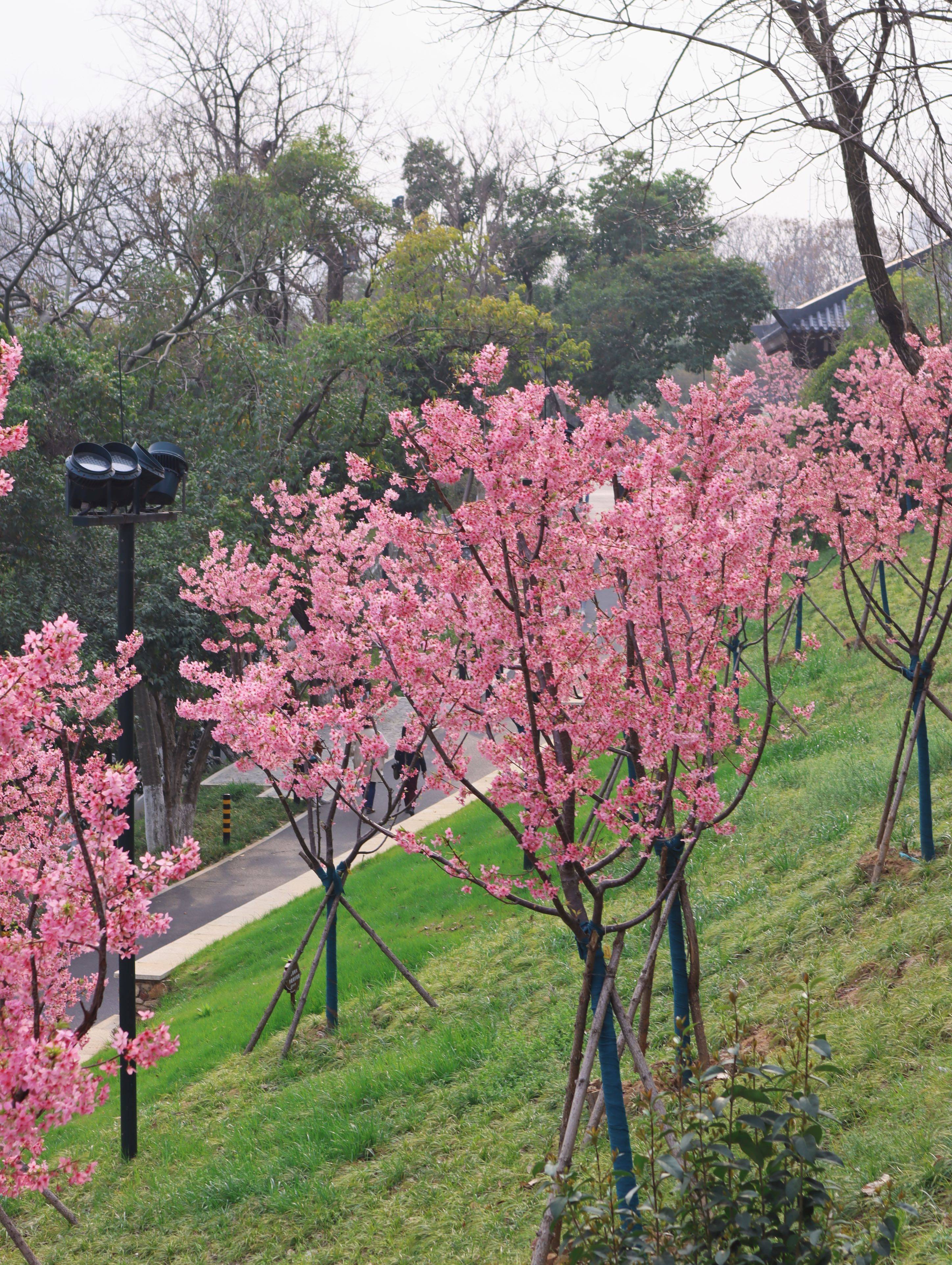 樱花早樱图片