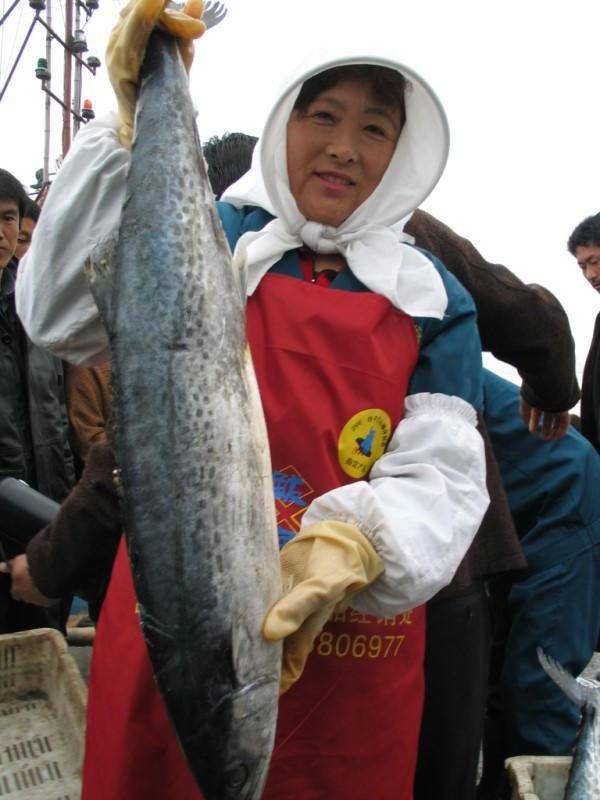 青岛2024第二十届沙子口鲅鱼节ip形象征集开始啦_作品_活动_设计