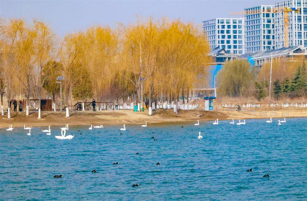天鹅游弋北龙湖相映成画!嘿,春天来郑州看天鹅吧_保护_公园_工作