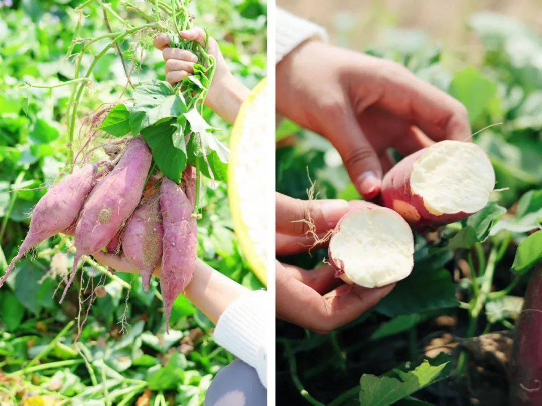 细腻绵糯,一抿就化,好吃又快手_地瓜_口感_澄迈