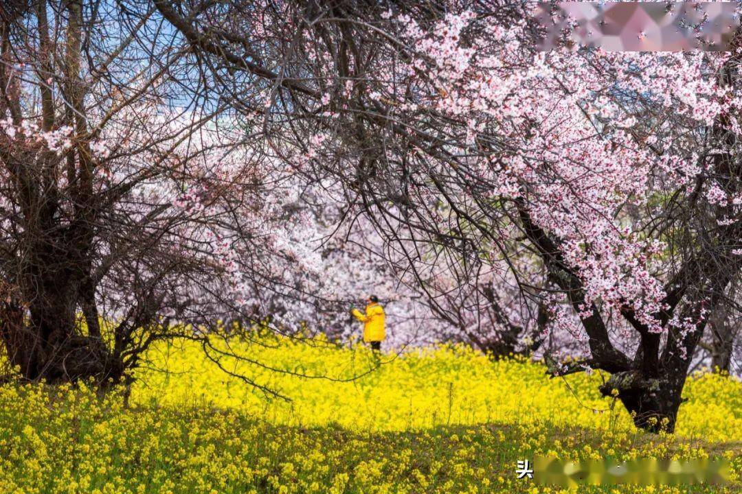 2024西藏林芝赏桃花—最佳拍摄地点及摄影攻略!_波密_雪山_中国