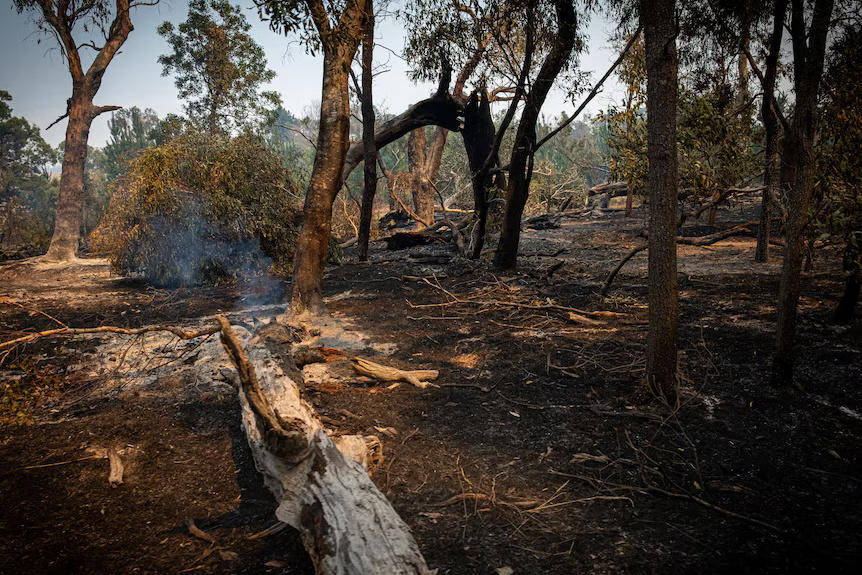 澳大利亚维多利亚州丛林火灾持续,约3万名居民被要求转移
