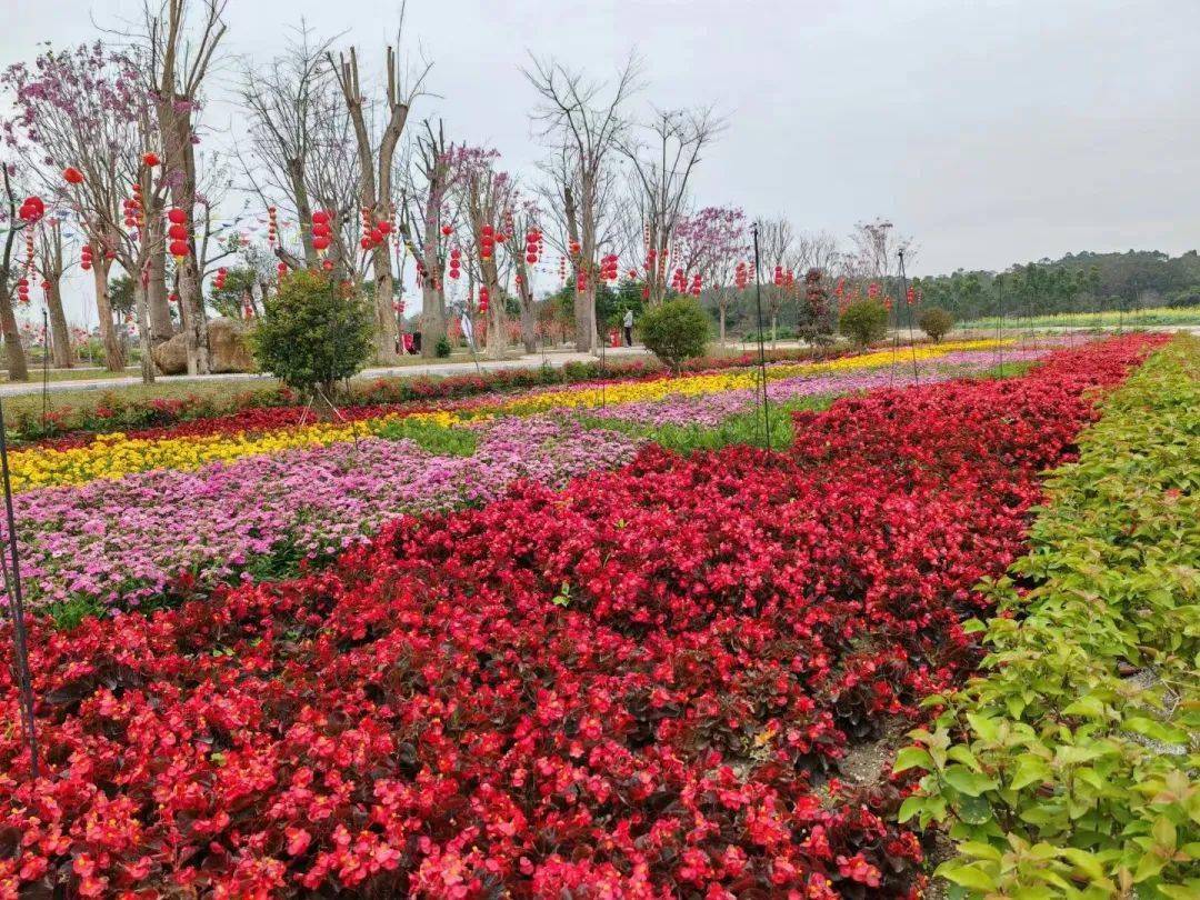 赏花地点:横山镇坎仔坎仔格桑花海春天的田园寨,在阳光下孕育着新的