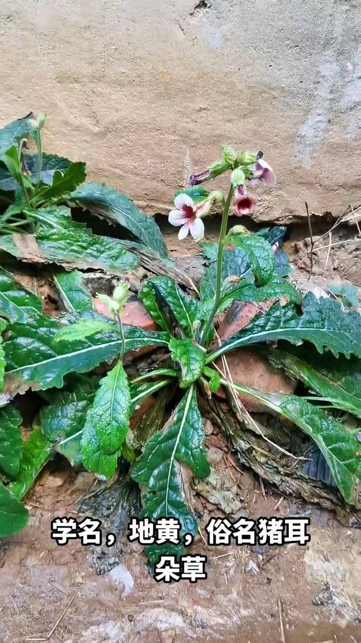 一支怒放 只等伊来,学名地黄,俗名猪猪耳朵草一花一草一世界 随拍原创