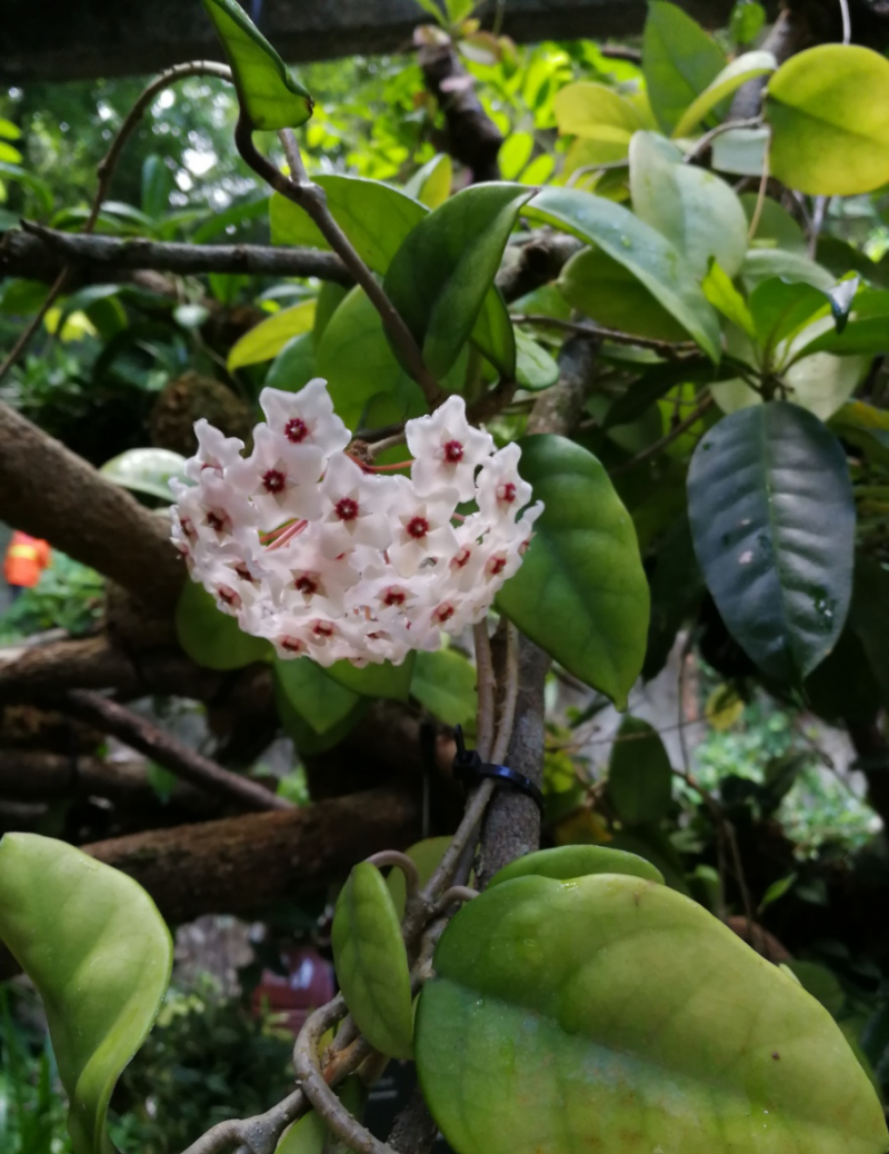 仙湖5场导赏报名中!