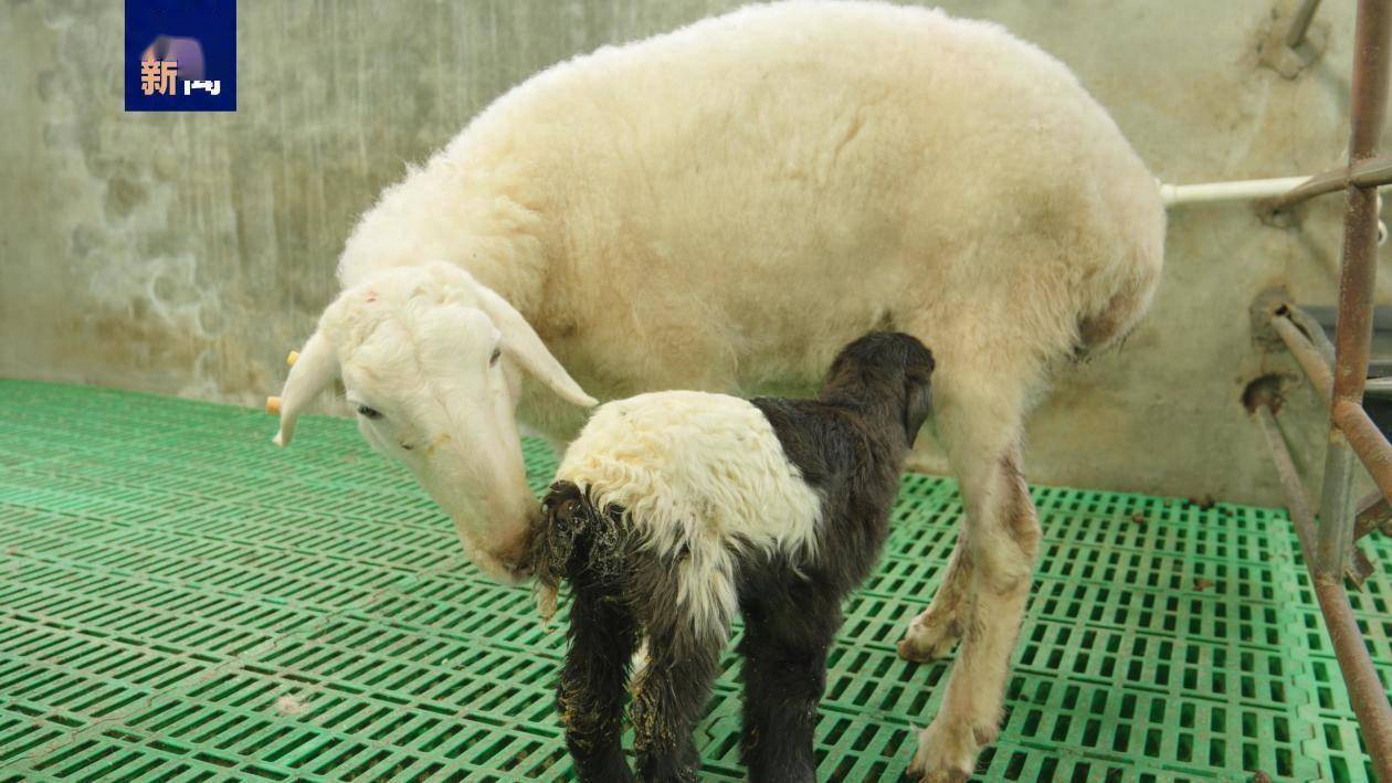 世界首例克隆藏羊在青海诞生_欧拉_科学技术厅_繁育