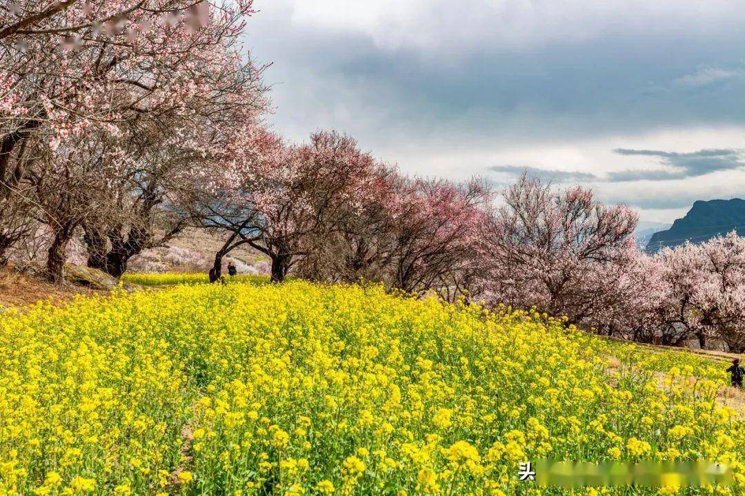 2024西藏林芝赏桃花—最佳拍摄地点及摄影攻略!_波密_雪山_中国