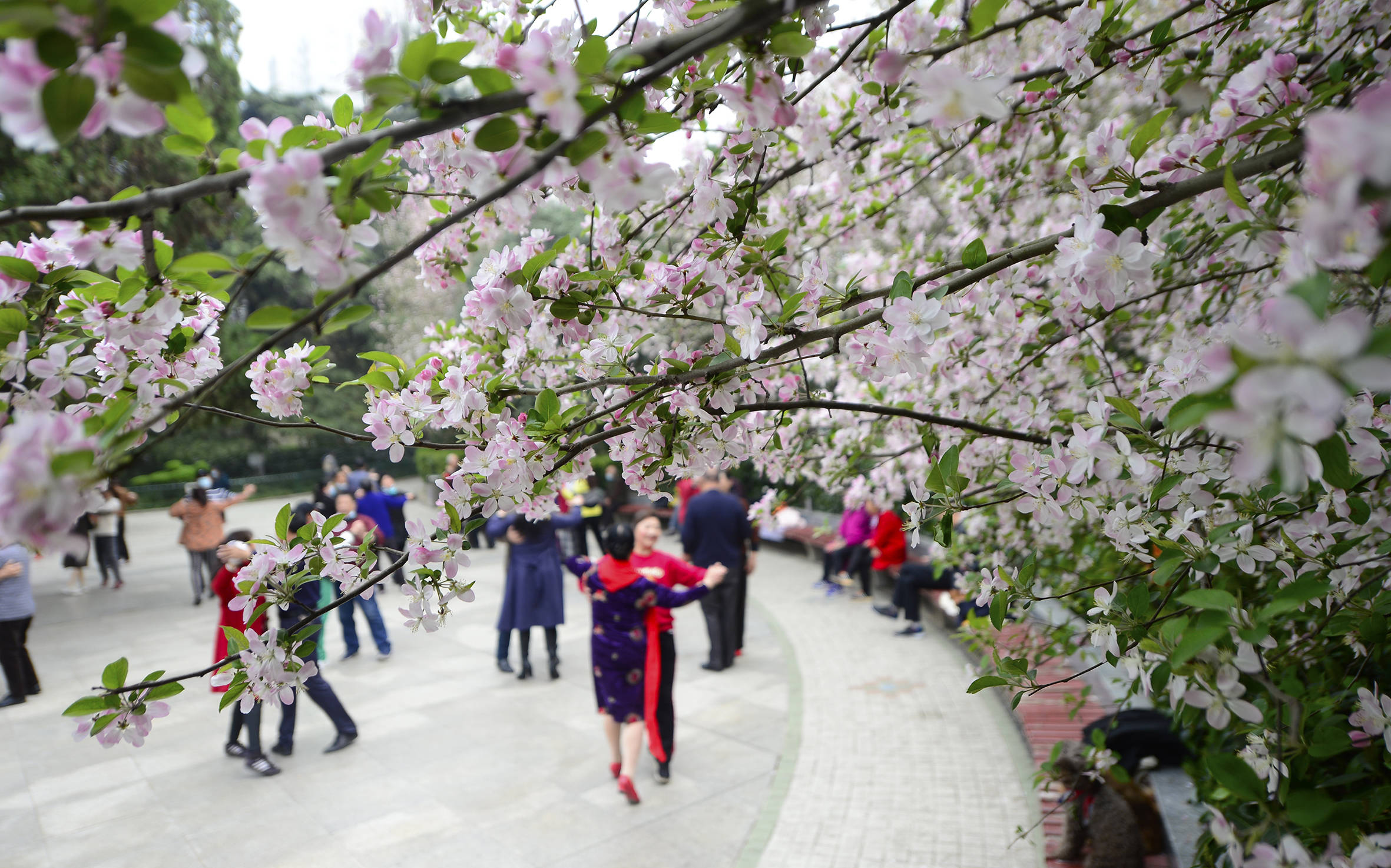 2021年3月15日,市民在湖北襄阳市人民公园内盛开的各色鲜花旁跳舞休闲