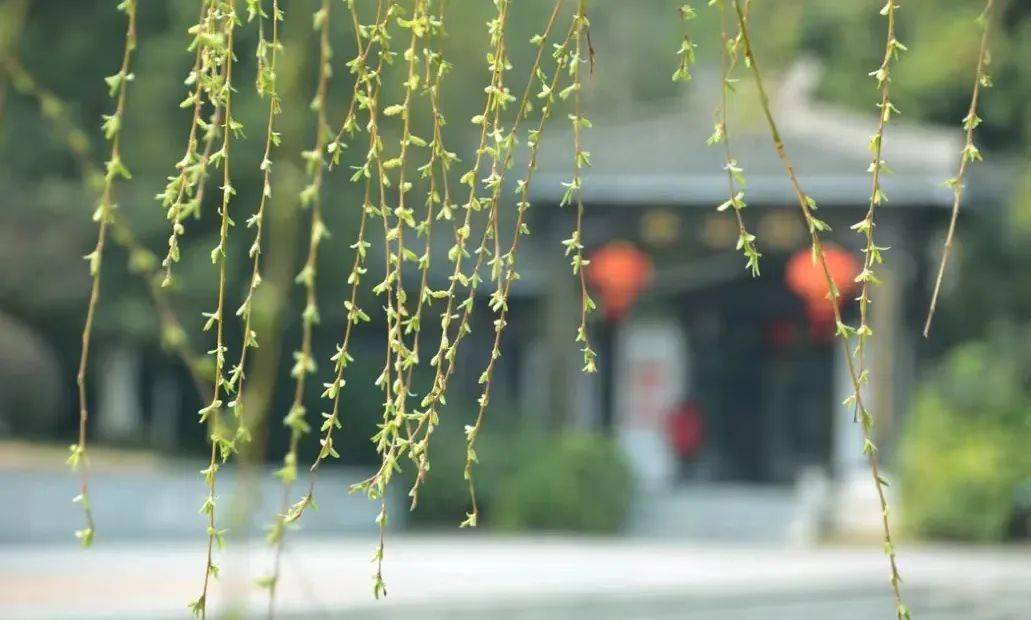 景区_镇江_踏青