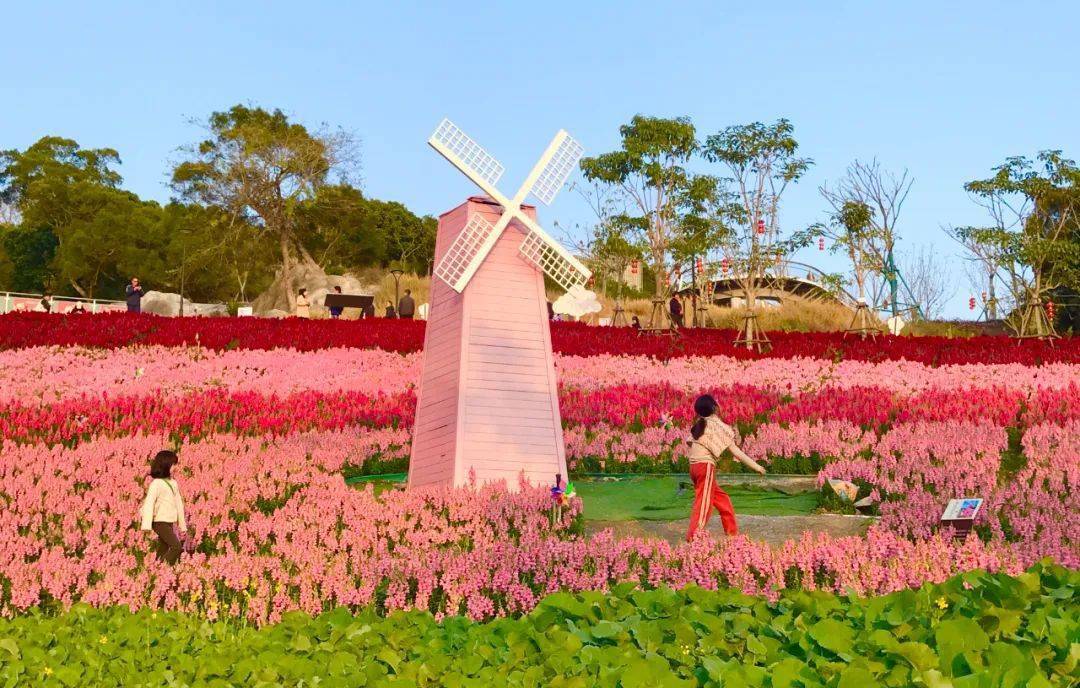 健康步道6000平方米花海惊艳亮相_徐光辉_植物_山海