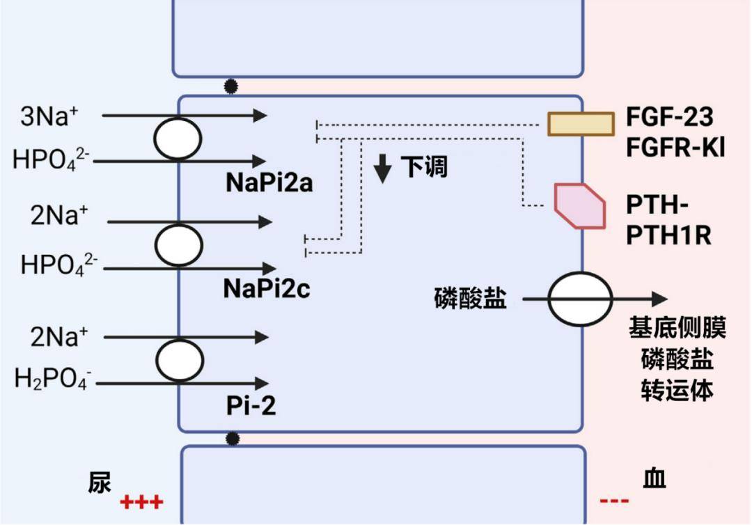 钙的电子排布图怎么画图片