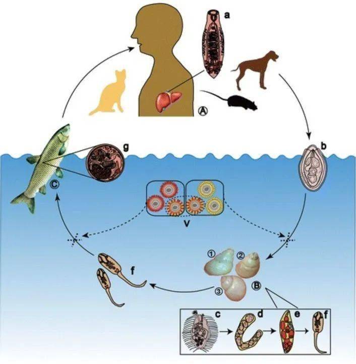 人群对肝吸虫病普遍易感;症状与感染数量,有无重复感染及个体免疫力不