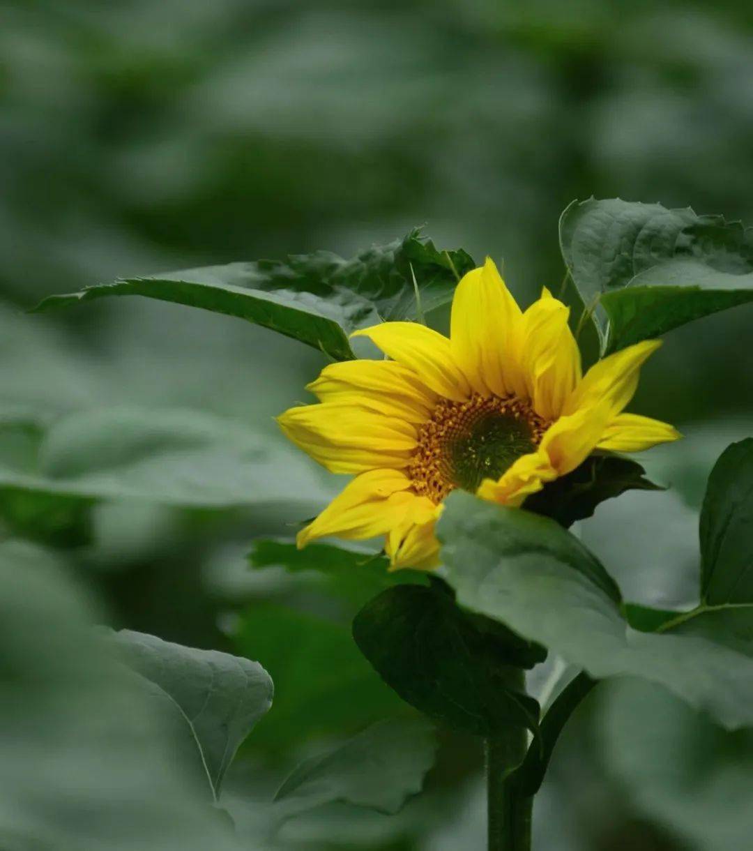 给人们带来温暖与希望组成了3200平方米的金色梦田历经70多天的呵护近